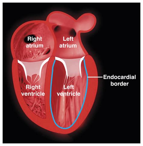 lv function heart|what is the function and anatomy of left ventricle.